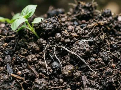 Rich organic vermicompost soil with earthworm castings and a small green sprout